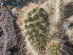 Opuntia diploursina
