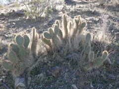 Opuntia diploursina
