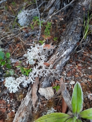 Pulchrocladia retipora
