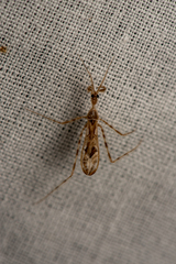 Stenolemus fraterculus