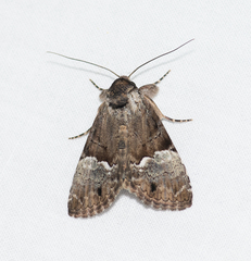 Alophosoma emmelopis