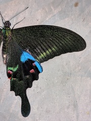 Papilio arcturus
