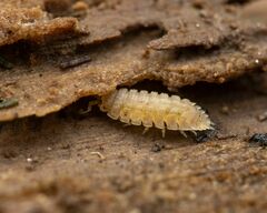 Haplophthalmus danicus