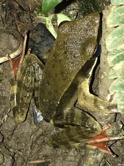 Lithobates warszewitschii