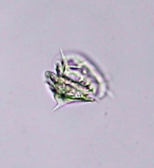 Aspidisca turrita