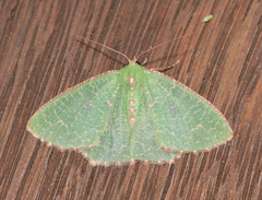 Eucyclodes metaspila