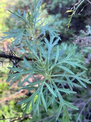Artemisia palmeri
