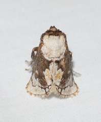 Mecytha fasciata