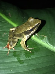 Lithobates warszewitschii
