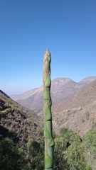 Agave gentryi