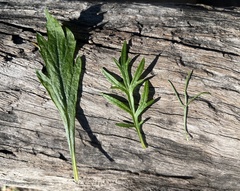 Artemisia palmeri