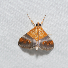 Tetracona amathealis