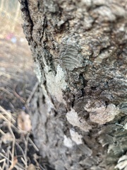 Lycorma delicatula
