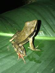 Lithobates warszewitschii