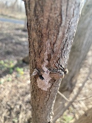 Lycorma delicatula