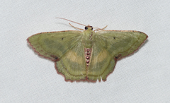 Metallochlora lineata