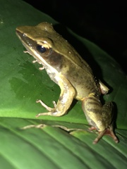 Lithobates warszewitschii
