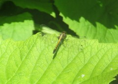 Leucorrhinia intacta