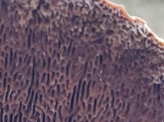 Daedaleopsis confragosa