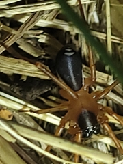 Leichhardteus conopalpis