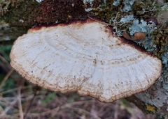 Daedaleopsis confragosa