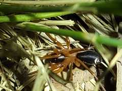 Leichhardteus conopalpis