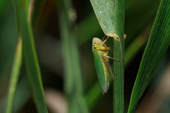 Cicadella viridis