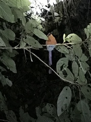 Baryphthengus martii