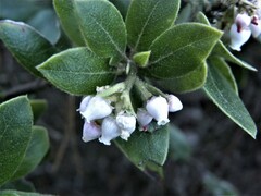 Arctostaphylos tomentosa