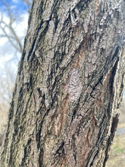 Lycorma delicatula