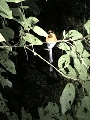 Baryphthengus martii