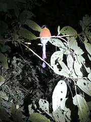 Baryphthengus martii