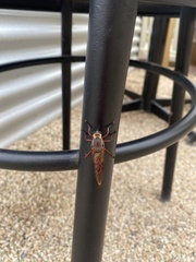 Colepia rufiventris