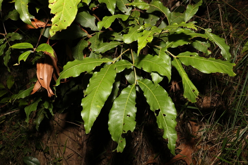 Elattostachys nervosa (F.Muell.) Radlk.