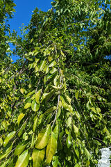 Crescentia cujete