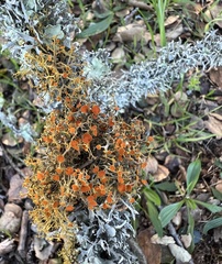 Teloschistes flavicans