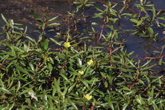 Ludwigia adscendens diffusa