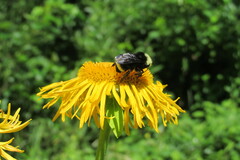 Bombus vosnesenskii
