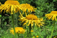 Bombus vosnesenskii