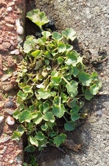 Campanula poscharskyana
