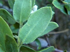 Arctostaphylos tomentosa