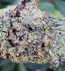 Xanthoriicola physciae