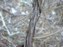 Arctostaphylos tomentosa