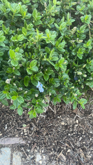 Ceanothus thyrsiflorus