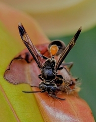 Ropalidia sumatrae