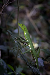 Bronchocela vietnamensis