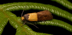 Heteroteucha dichroella