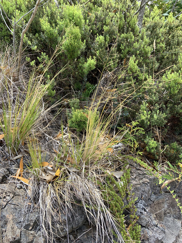 Panicum tenuifolium observed 2022-08-15