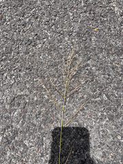Panicum tenuifolium