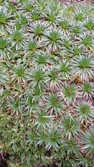 Plantago rigida